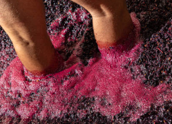 Traubenstampfer (Leider nein): Es tut mir leid, aber ich werde die Feier verpassen. Möge euer Wein so bezaubernd wie die Liebe sein!